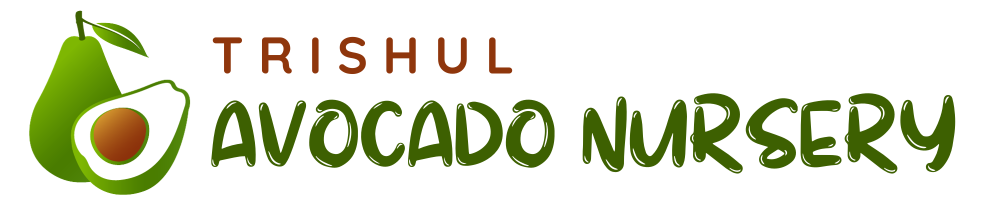 trishul avocado nursery